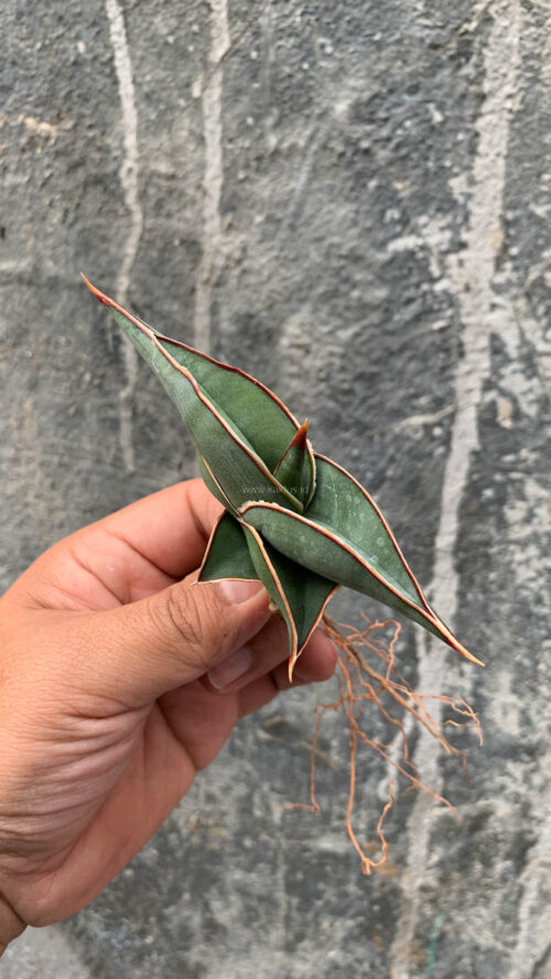 Sansevieria Rorida, real gallery image #8 plants. Picture taken directly from kaktus.id community Sansevieria farmer green houses.