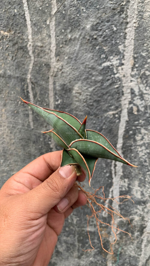 Sansevieria Rorida, real gallery image #6 plants. Picture taken directly from kaktus.id community Sansevieria farmer green houses.