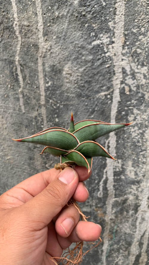 Sansevieria Rorida, real gallery image #4 plants. Picture taken directly from kaktus.id community Sansevieria farmer green houses.