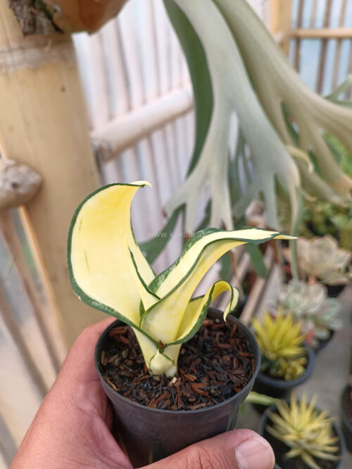 Sansevieria Golden Wendy Mutation, real gallery image #4 plants. Picture taken directly from kaktus.id community Sansevieria farmer green houses.