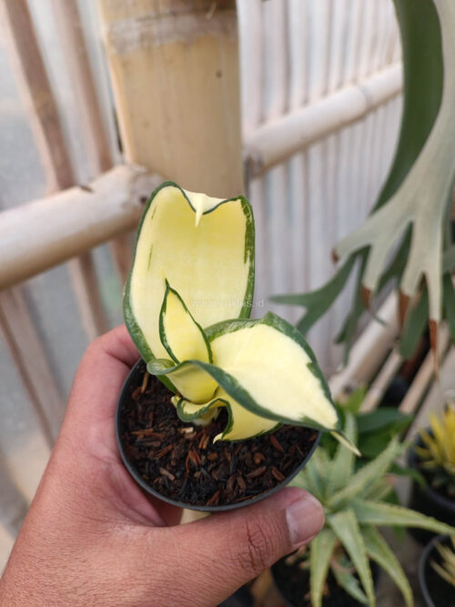 Sansevieria Golden Wendy Mutation, real gallery image #6 plants. Picture taken directly from kaktus.id community Sansevieria farmer green houses.