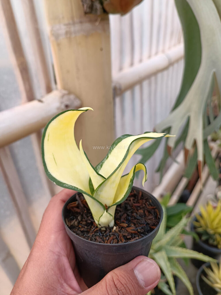kaktus.id