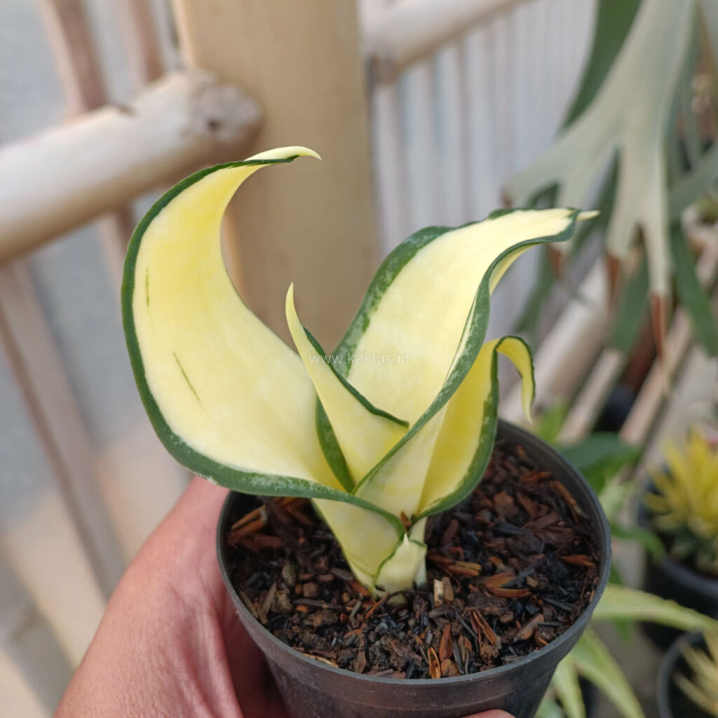 kaktus.id