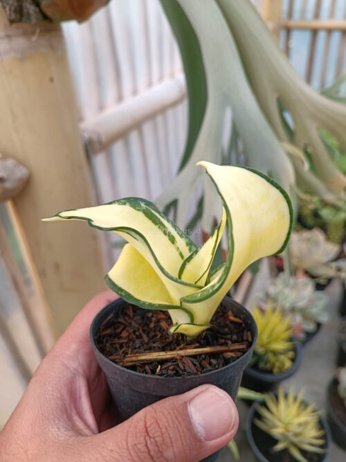 Sansevieria Golden Wendy Mutation, real gallery image #2 plants. Picture taken directly from kaktus.id community Sansevieria farmer green houses.