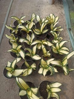 Sansevieria Golden Wendy Mutation, real gallery image #1 plants. Picture taken directly from kaktus.id community Sansevieria farmer green houses.