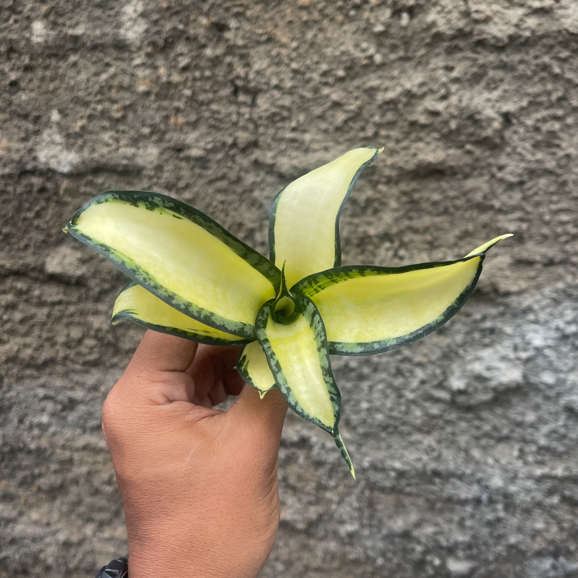 Sansevieria Golden Wendy Mutation