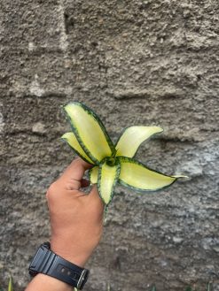 Sansevieria Golden Wendy Mutation, real gallery image #5 plants. Picture taken directly from kaktus.id community Sansevieria farmer green houses.