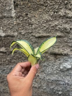 Sansevieria Golden Wendy Mutation, real gallery image #3 plants. Picture taken directly from kaktus.id community Sansevieria farmer green houses.