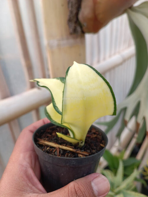 Sansevieria Golden Wendy Mutation, real gallery image #8 plants. Picture taken directly from kaktus.id community Sansevieria farmer green houses.