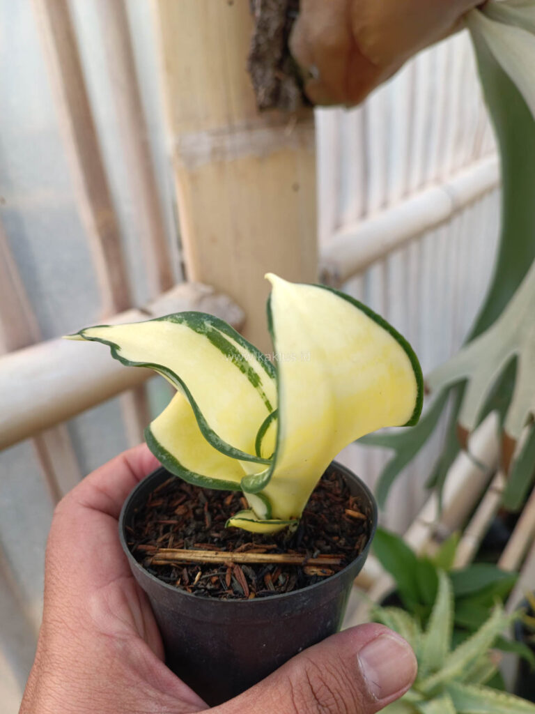 kaktus.id