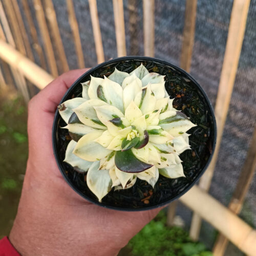 Echeveria White Prince Mutation, real gallery image #3 plants. Picture taken directly from kaktus.id community Echeveria farmer green houses.