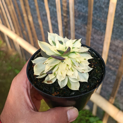 Echeveria White Prince Mutation, real gallery image #1 plants. Picture taken directly from kaktus.id community Echeveria farmer green houses.
