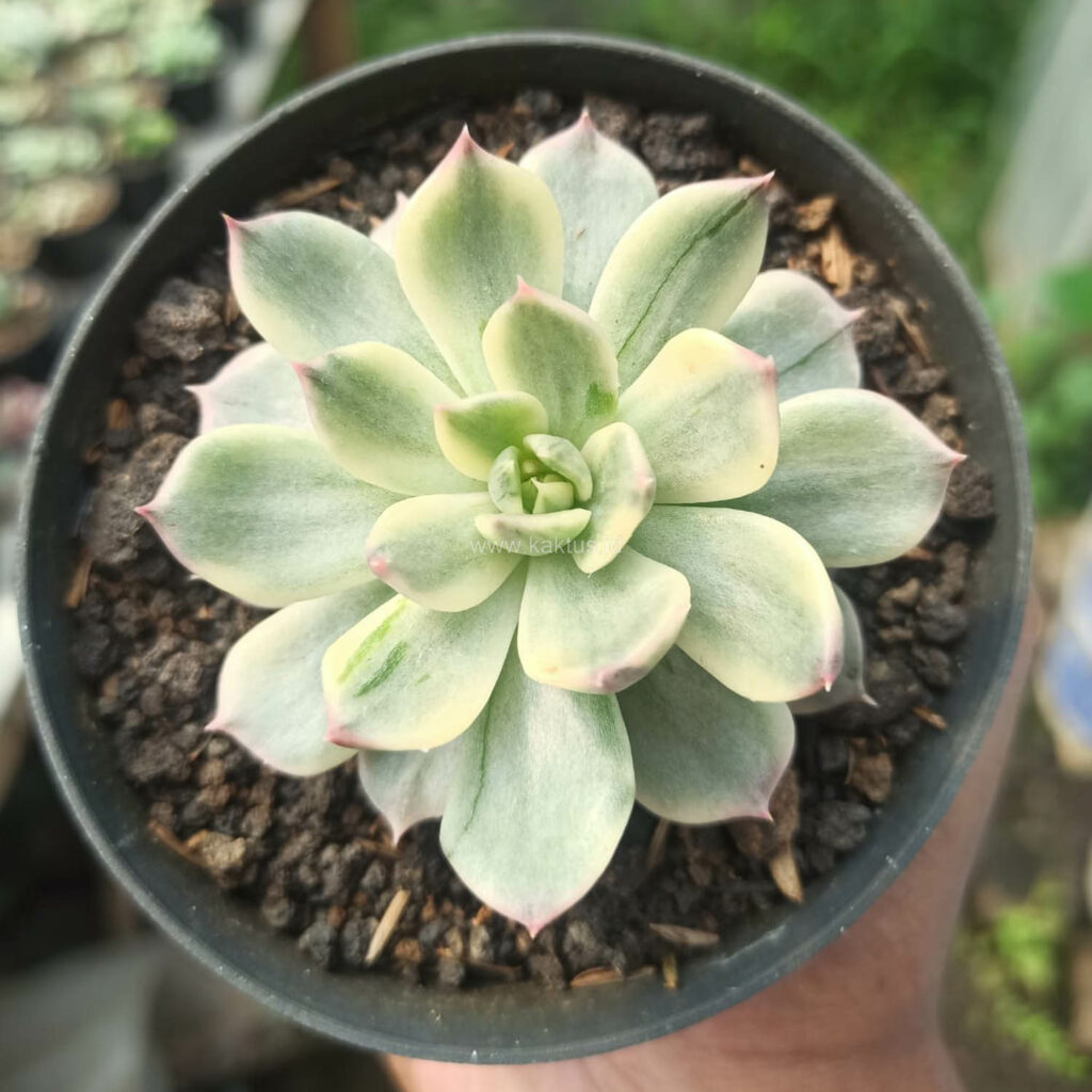 kaktus.id