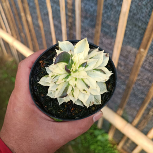 Echeveria White Prince Mutation, real gallery image #4 plants. Picture taken directly from kaktus.id community Echeveria farmer green houses.