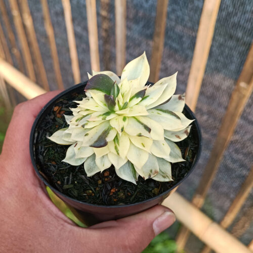 Echeveria White Prince Mutation, real gallery image #2 plants. Picture taken directly from kaktus.id community Echeveria farmer green houses.