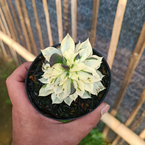 Echeveria White Prince Mutation, real gallery image #8 plants. Picture taken directly from kaktus.id community Echeveria farmer green houses.