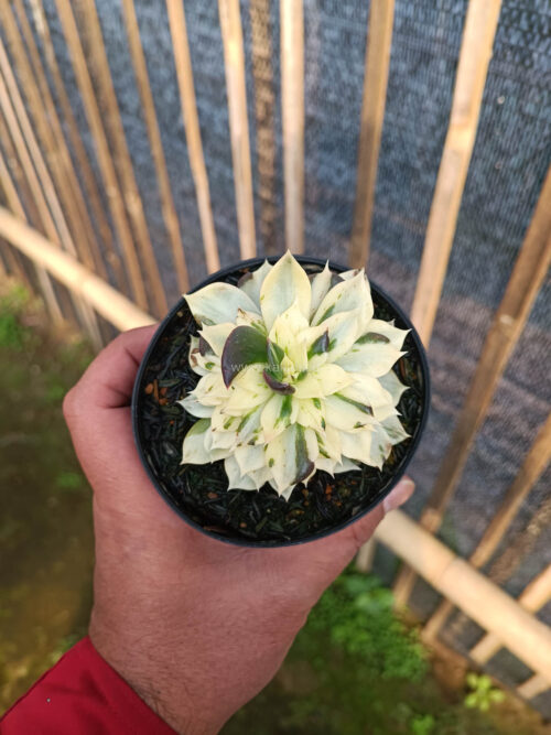 Echeveria White Prince Mutation, real gallery image #7 plants. Picture taken directly from kaktus.id community Echeveria farmer green houses.