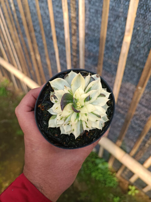 Echeveria White Prince Mutation, real gallery image #6 plants. Picture taken directly from kaktus.id community Echeveria farmer green houses.