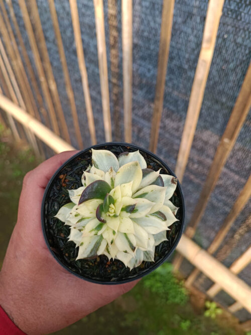 Echeveria White Prince Mutation, real gallery image #9 plants. Picture taken directly from kaktus.id community Echeveria farmer green houses.