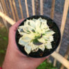 Echeveria White Prince Mutation, real gallery image #5 plants. Picture taken directly from kaktus.id community Echeveria farmer green houses.