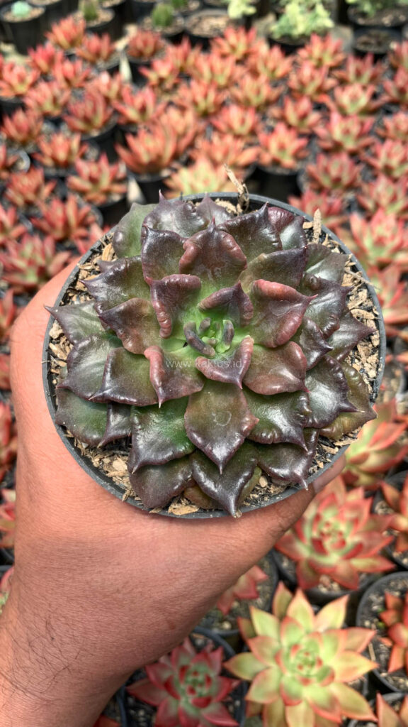 kaktus.id