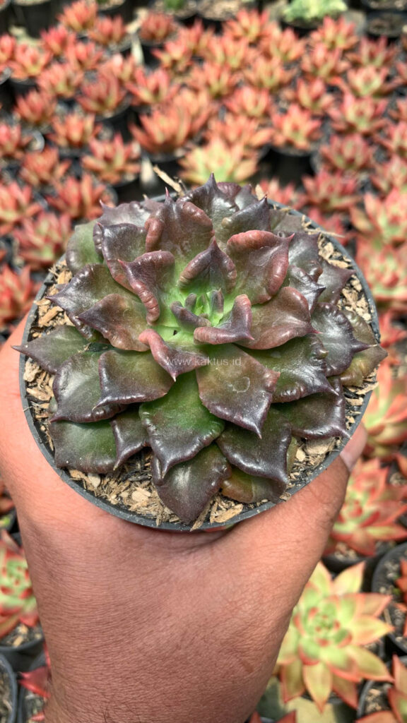 kaktus.id