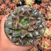 Echeveria Black Madiba, real feature image plant. Picture taken directly from kaktus.id community Echeveria farmer green houses.