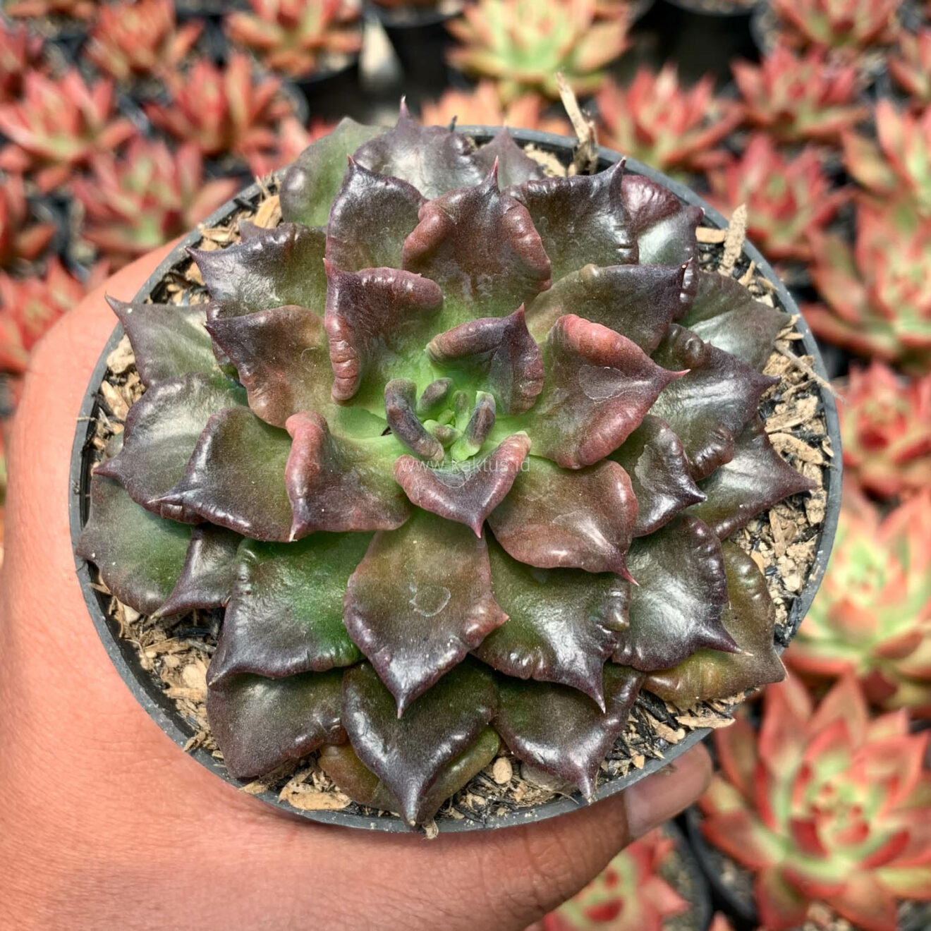Echeveria Black Madiba, real feature image plant. Picture taken directly from kaktus.id community Echeveria farmer green houses.