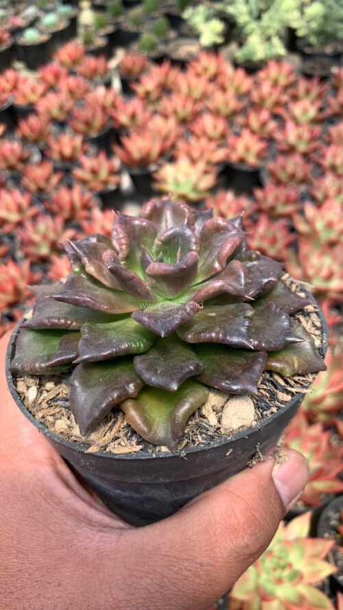 Echeveria Black Madiba, real gallery image #4 plants. Picture taken directly from kaktus.id community Echeveria farmer green houses.