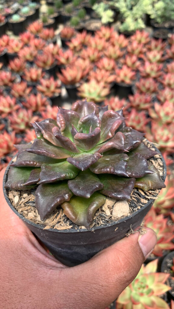 kaktus.id