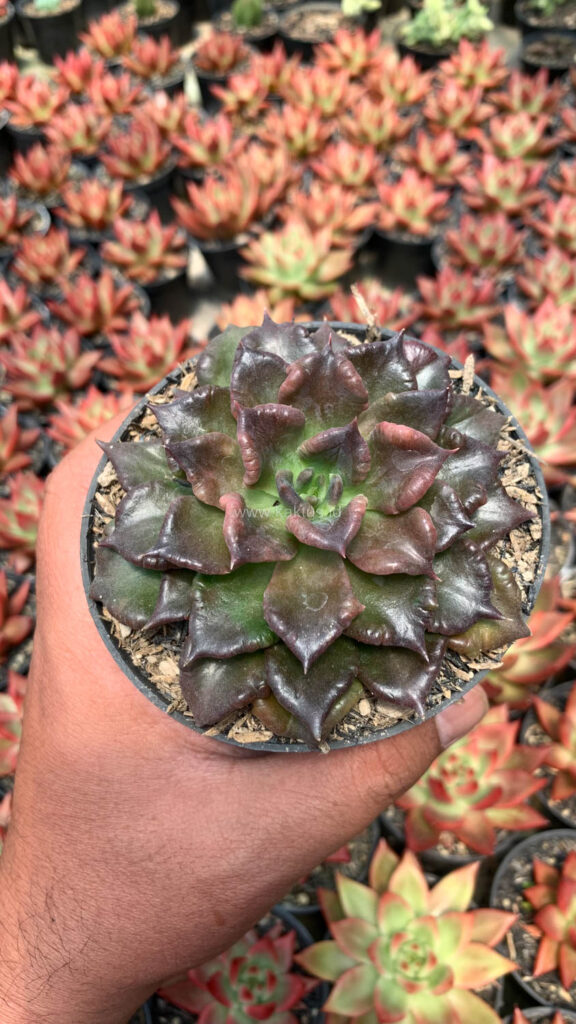 kaktus.id