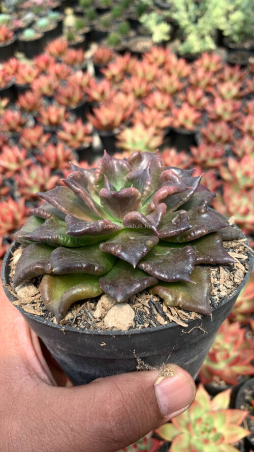 Echeveria Black Madiba, real gallery image #5 plants. Picture taken directly from kaktus.id community Echeveria farmer green houses.
