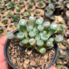 Fenestraria Rhopalophylla 'Baby Toes', real feature image plant. Picture taken directly from kaktus.id community Fenestraria farmer green houses.