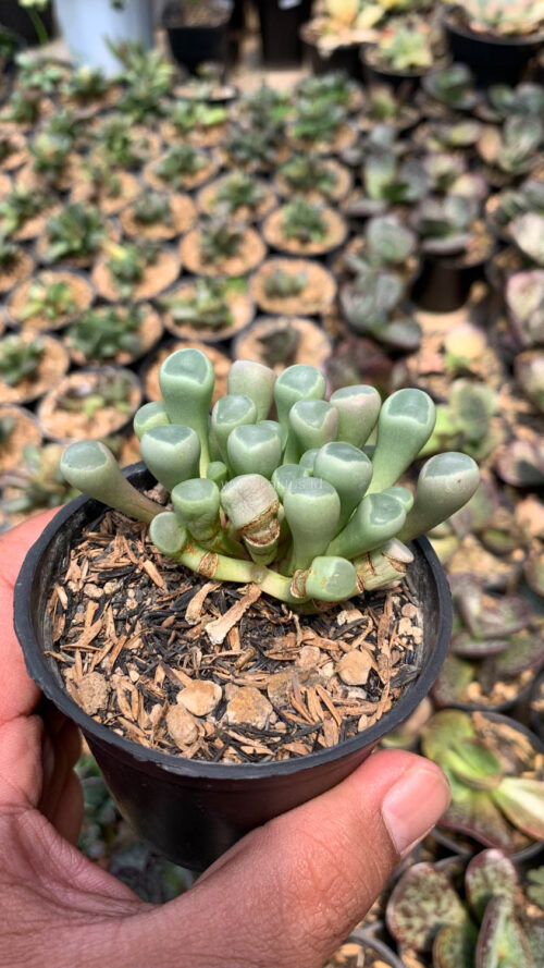 Fenestraria Rhopalophylla 'Baby Toes', real gallery image #2 plants. Picture taken directly from kaktus.id community Fenestraria farmer green houses.