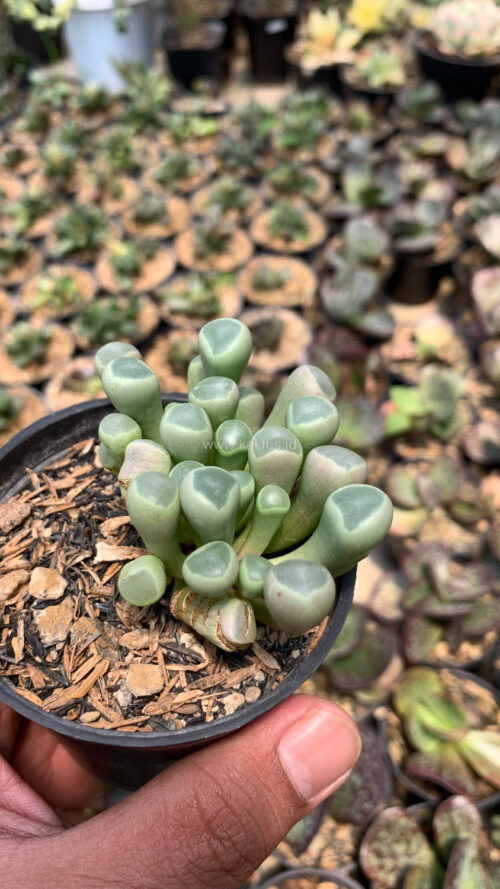 Fenestraria Rhopalophylla 'Baby Toes', real gallery image #3 plants. Picture taken directly from kaktus.id community Fenestraria farmer green houses.