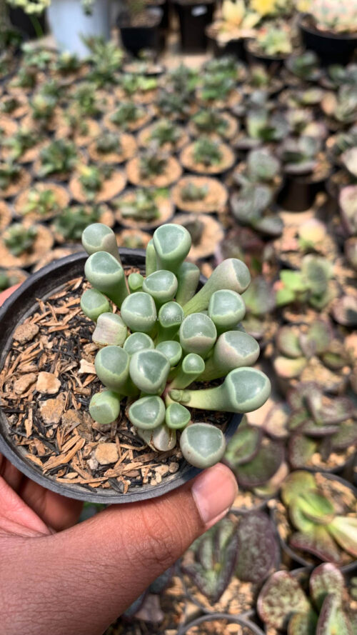 Fenestraria Rhopalophylla 'Baby Toes', real gallery image #4 plants. Picture taken directly from kaktus.id community Fenestraria farmer green houses.