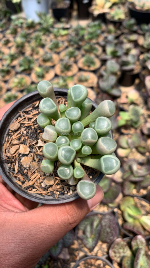Fenestraria Rhopalophylla 'Baby Toes', real gallery image #5 plants. Picture taken directly from kaktus.id community Fenestraria farmer green houses.