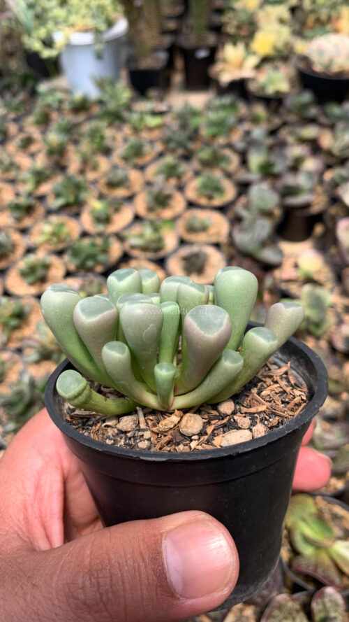 Fenestraria Rhopalophylla 'Baby Toes', real gallery image #1 plants. Picture taken directly from kaktus.id community Fenestraria farmer green houses.