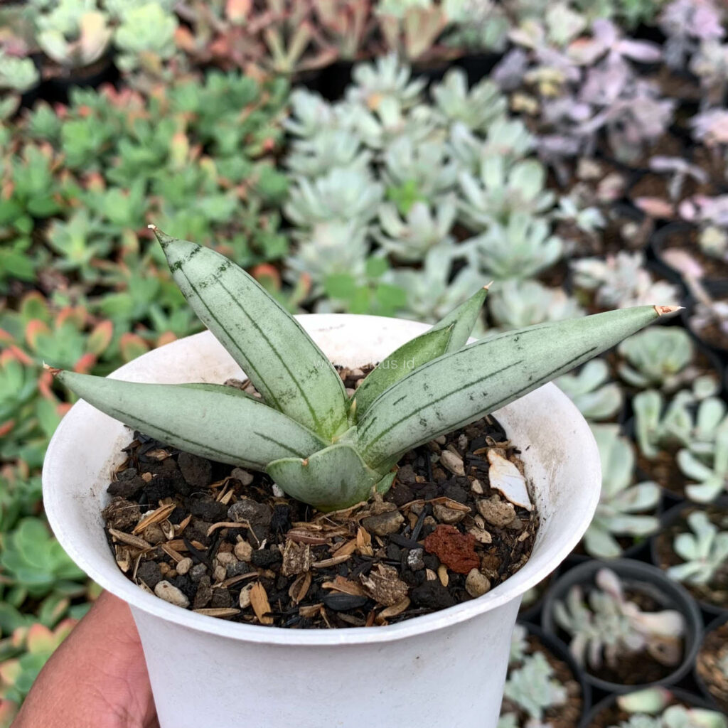 kaktus.id