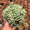 Dischidia Numularia Variegated Over Size Pot 10 Cm, real feature image plant. Picture taken directly from kaktus.id community Dischidia farmer green houses.