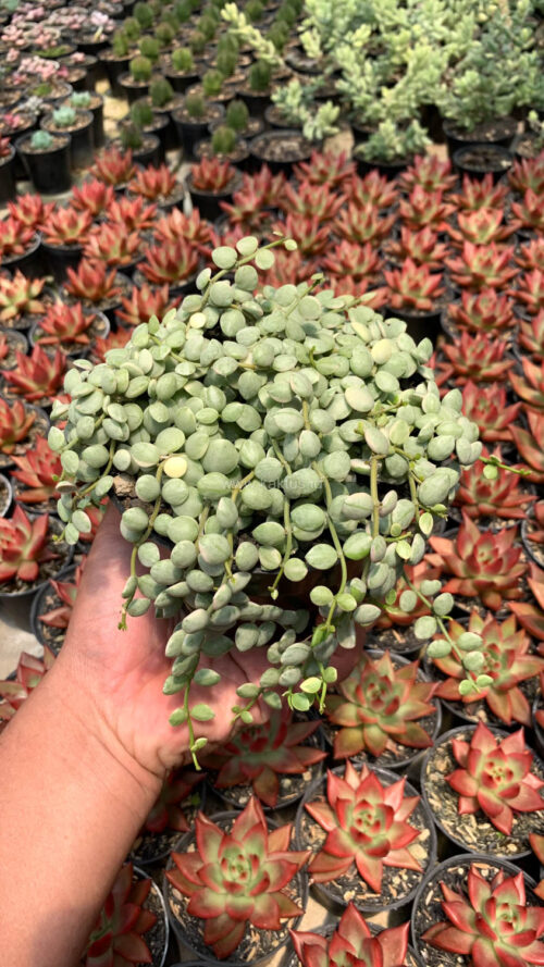Dischidia Numularia Variegated Over Size Pot 10 Cm, real gallery image #2 plants. Picture taken directly from kaktus.id community Dischidia farmer green houses.