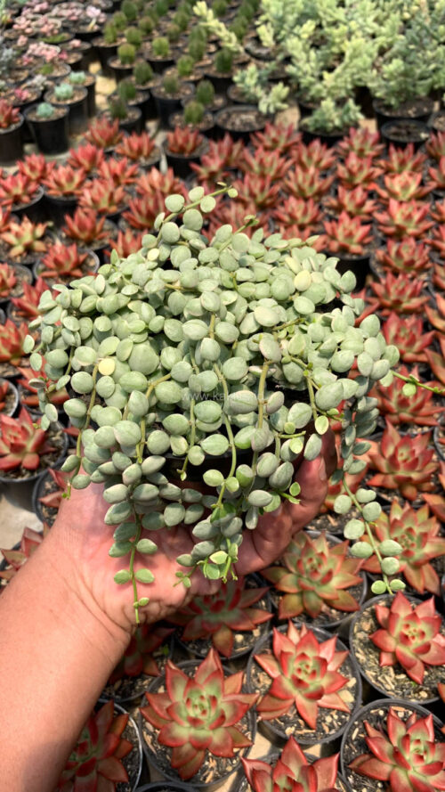 Dischidia Numularia Variegated Over Size Pot 10 Cm, real gallery image #3 plants. Picture taken directly from kaktus.id community Dischidia farmer green houses.