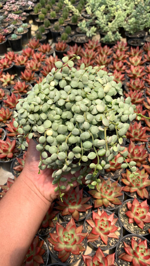 Dischidia Numularia Variegated Over Size Pot 10 Cm, real gallery image #4 plants. Picture taken directly from kaktus.id community Dischidia farmer green houses.