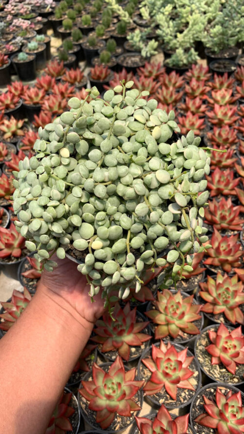 Dischidia Numularia Variegated Over Size Pot 10 Cm, real gallery image #5 plants. Picture taken directly from kaktus.id community Dischidia farmer green houses.