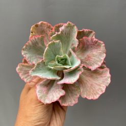 Echeveria Chantilly 'Dragon Fin' Variegated