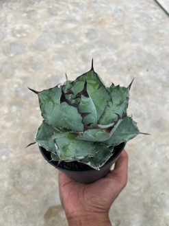 Agave Blue Ball, real gallery image #1 plants. Picture taken directly from kaktus.id community Agave farmer green houses.