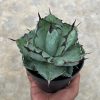 Agave Blue Ball, real feature image plant. Picture taken directly from kaktus.id community Agave farmer green houses.