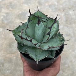 Agave Blue Ball, real feature image plant. Picture taken directly from kaktus.id community Agave farmer green houses.