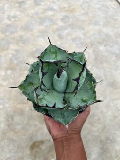 Agave Blue Ball, real gallery image #2 plants. Picture taken directly from kaktus.id community Agave farmer green houses.