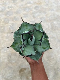 Agave Blue Ball, real gallery image #3 plants. Picture taken directly from kaktus.id community Agave farmer green houses.